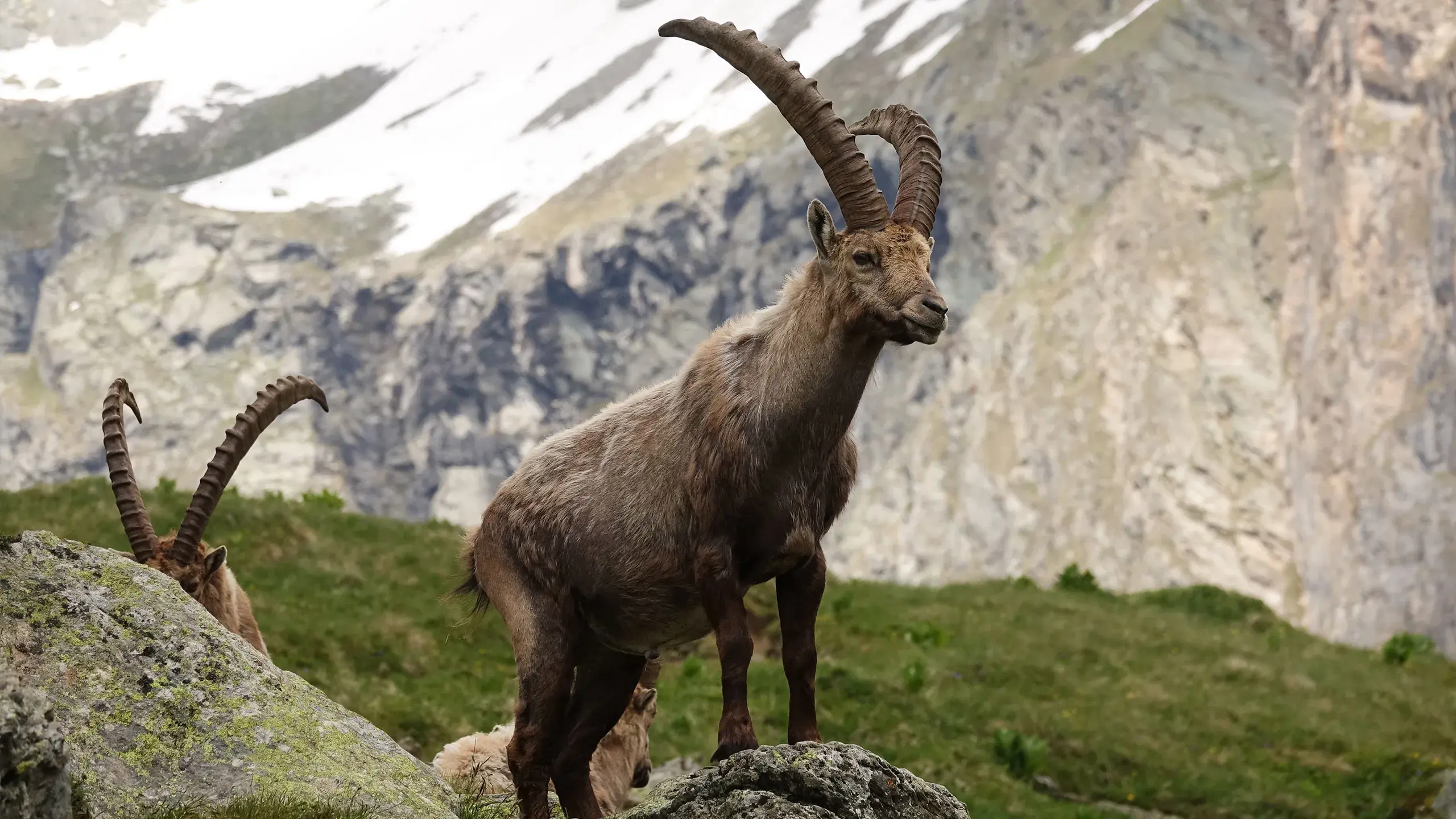 Bouquetin dans les montagnes des Alpes