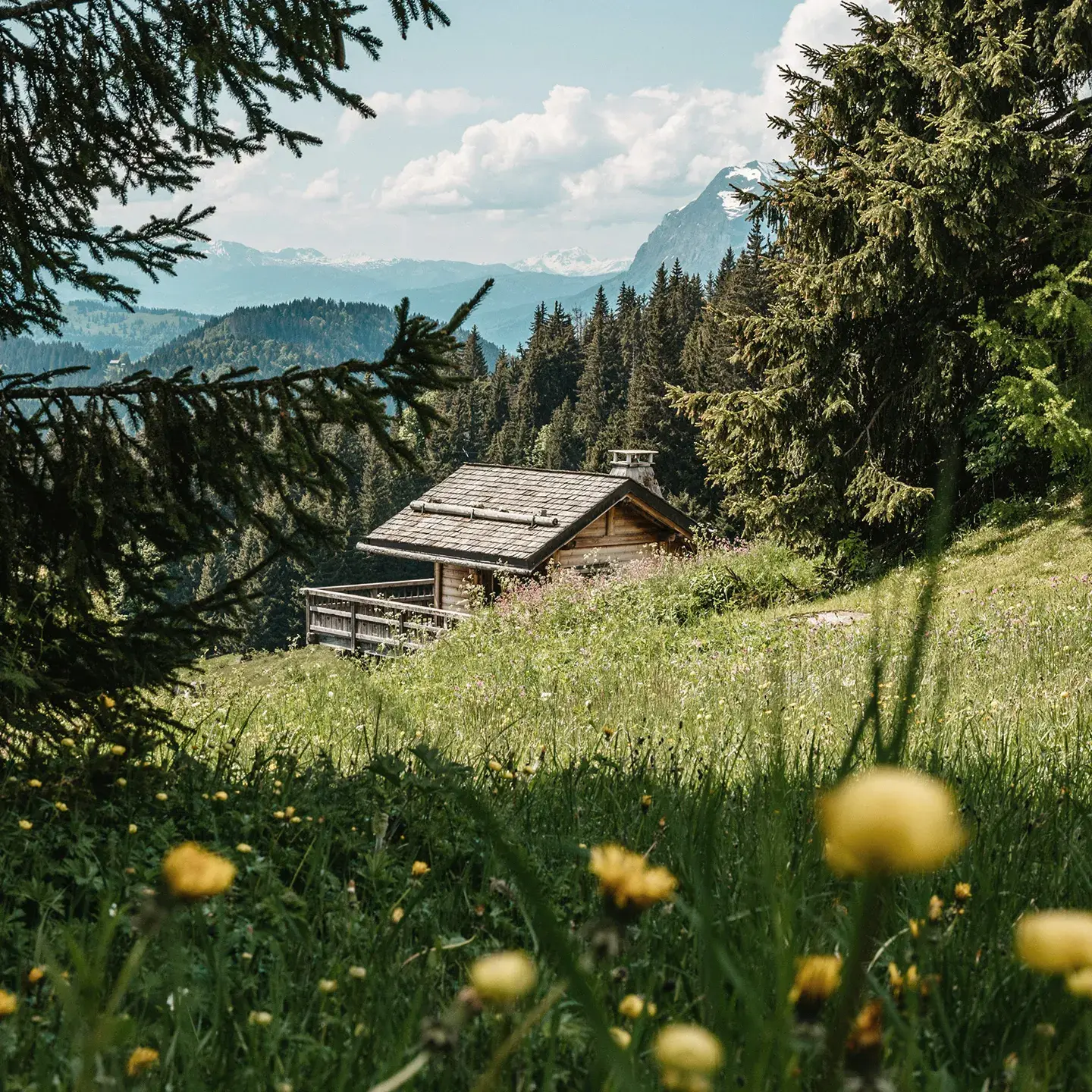 Vue sur un chalet depuis un champ fleuri en été sur le domaine des Portes du Soleil