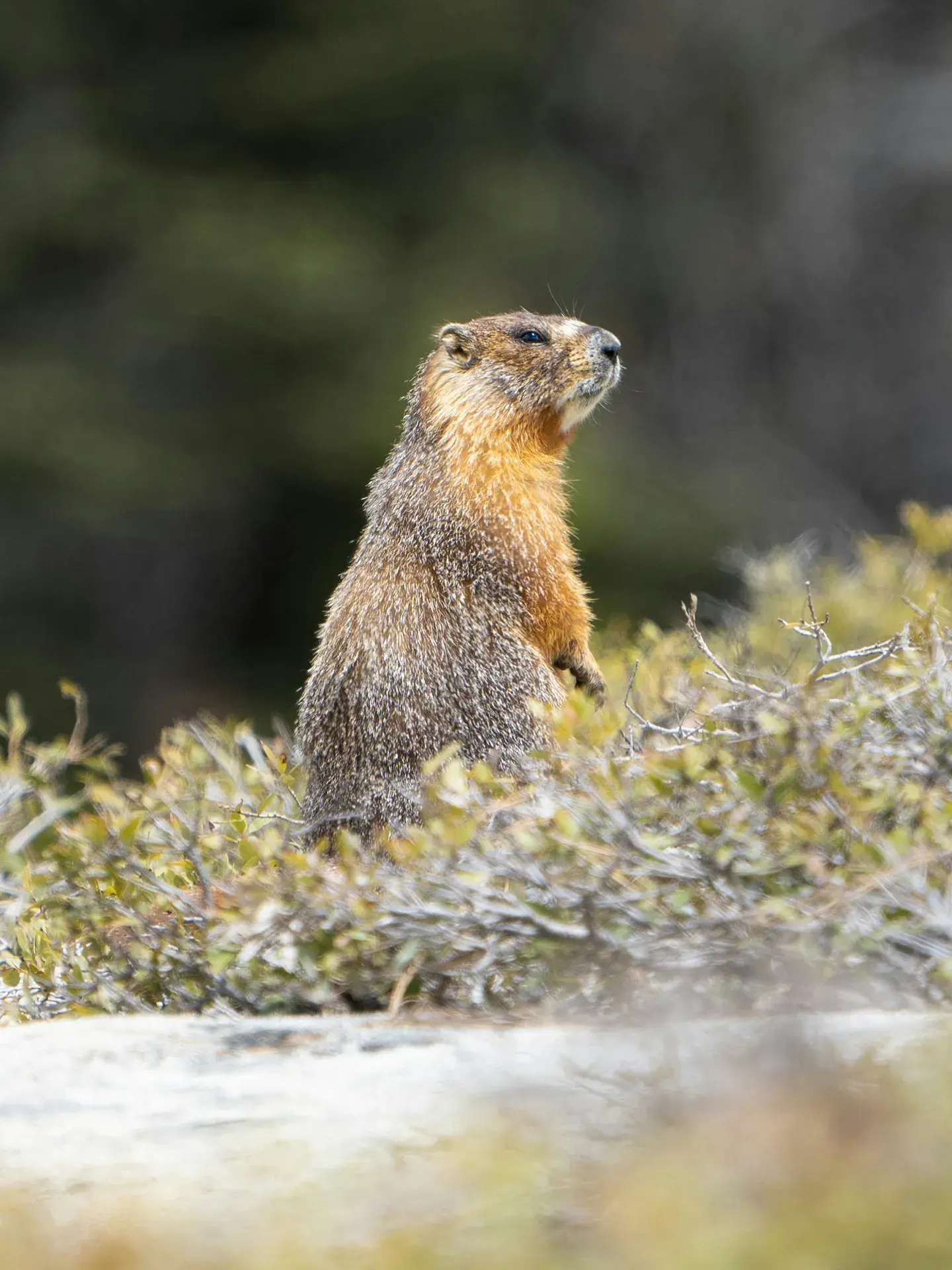 Marmotte 