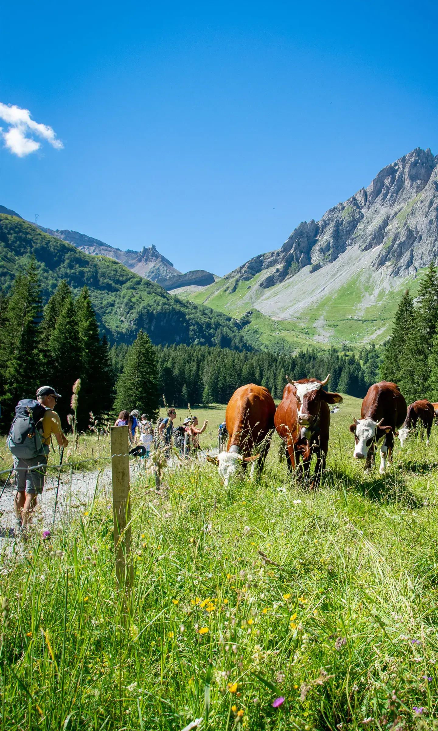 Des randonneurs observent des vaches sur le domaine Contamines-Hauteluce