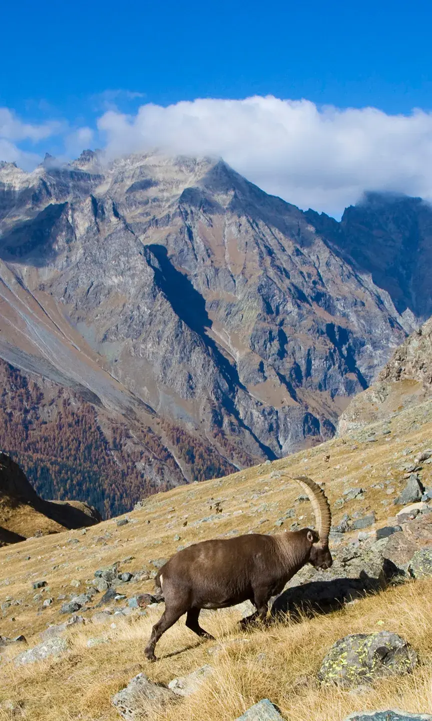 Sainte-Foy-Tarentaise - Parc de la Vanoise