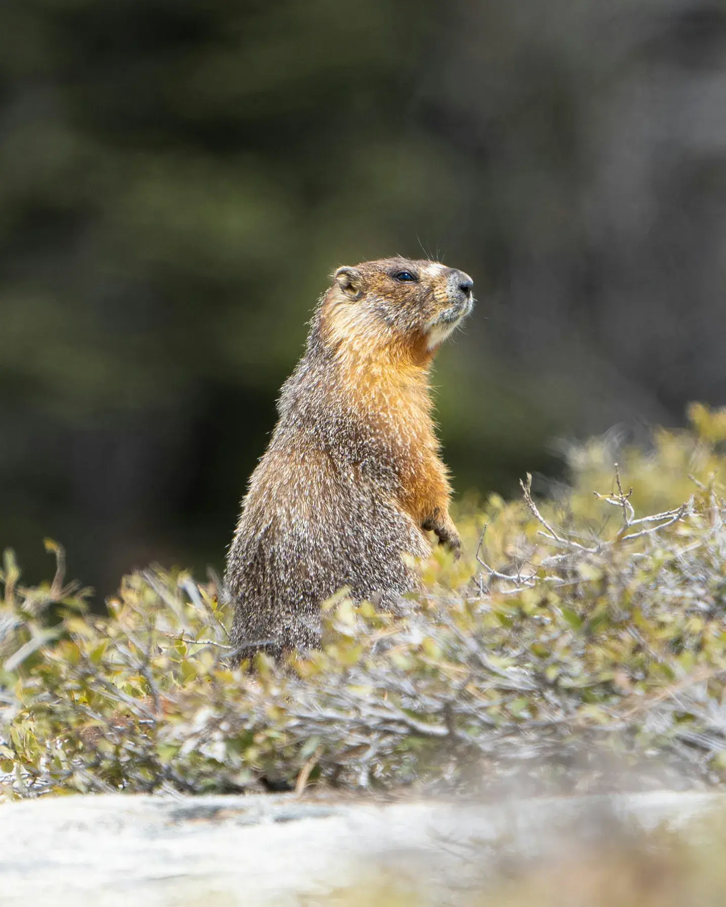 Marmotte 