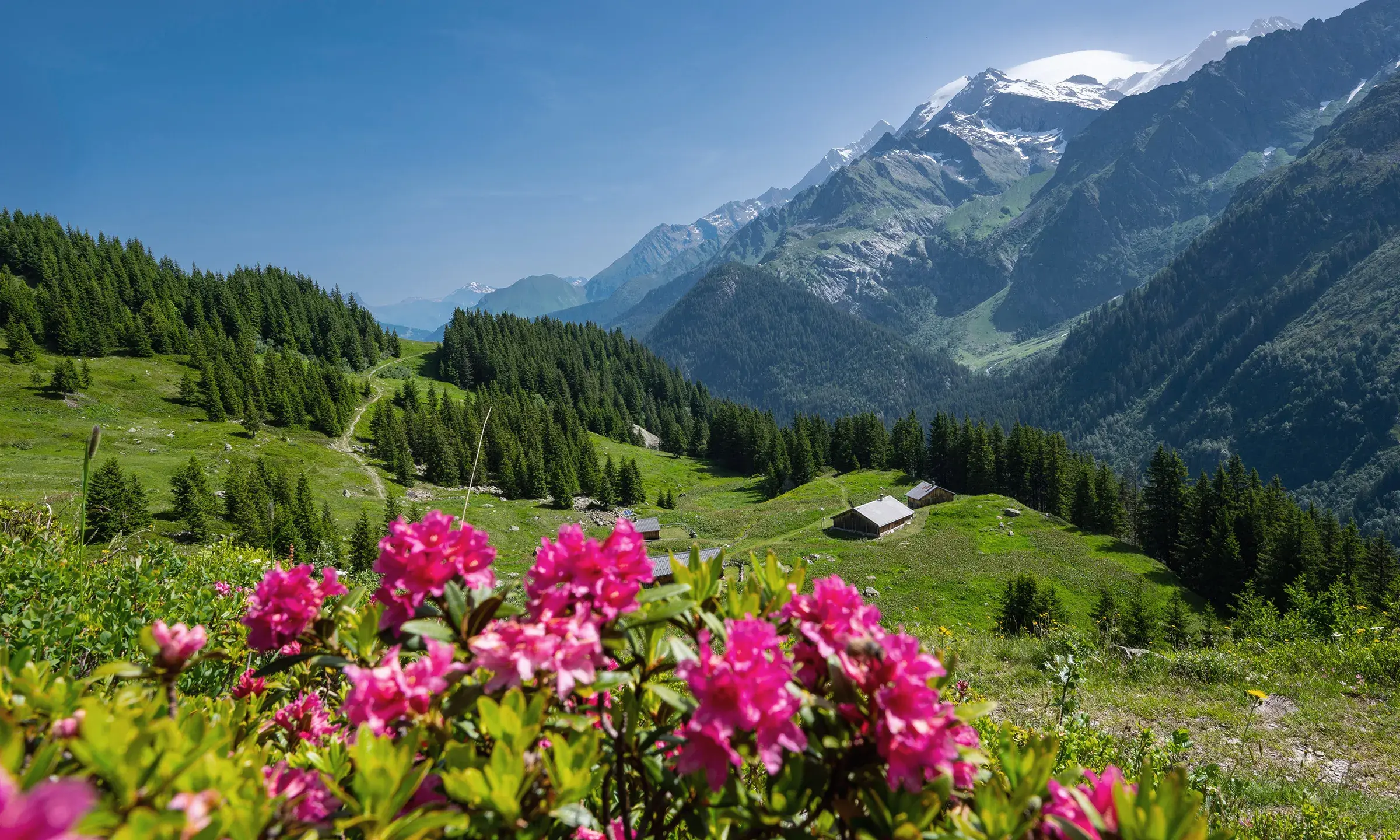 Champs de fleurs en montagne 