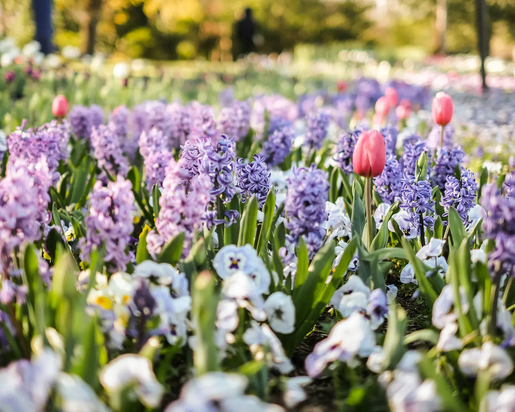 Aix-les-Bains - Parc Floral des Thermes